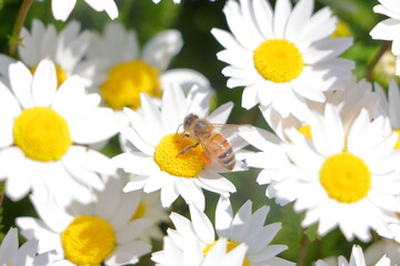 白いデイジーの花にとまる西洋ミツバチ

