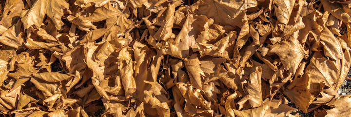 Autumn carpet made of dry fallen leaves