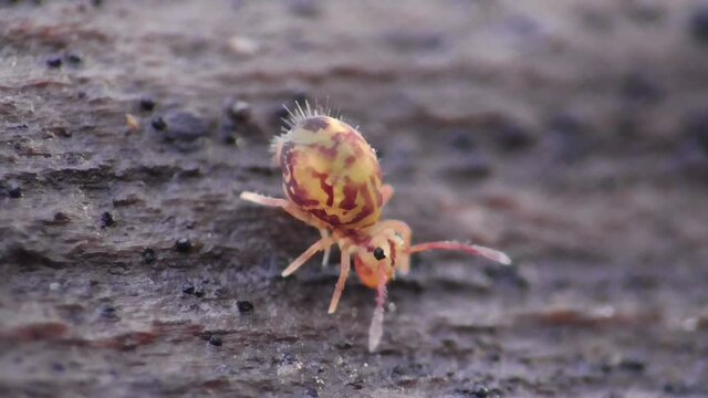 Kugelspringer in der Laubschicht in der Eifel
