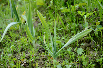 bunch the ripe green garlic plant seedlings in the farm.