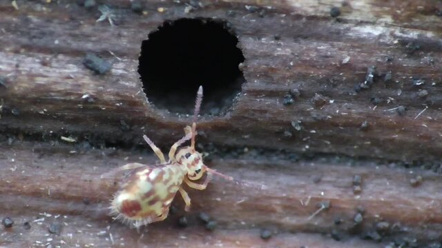 Kugelspringer in der Laubschicht in der Eifel