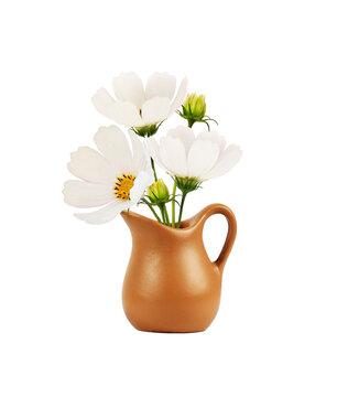 Brown clay jug with cosmos flowers isolated on white