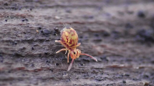 Kugelspringer in der Laubschicht in der Eifel