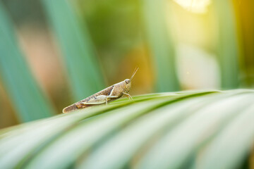 grasshopper on a leaf