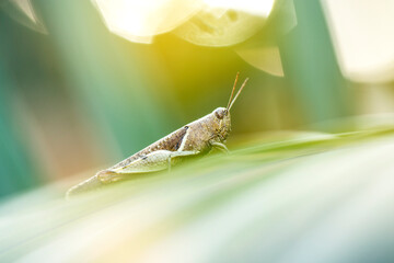 grasshopper on a leaf
