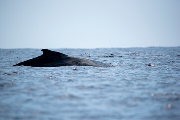 Fin of a whale off Reunion Island, Indian Ocean, France, Tropical Europe.