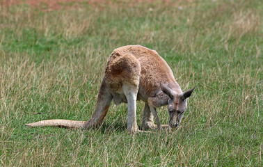 Naklejka na ściany i meble Red Kangaroo grazing - Phillip Island, Victoria, Australia
