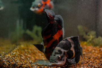 Oscar fish in the aquarium on dark background