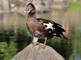 red billed duck