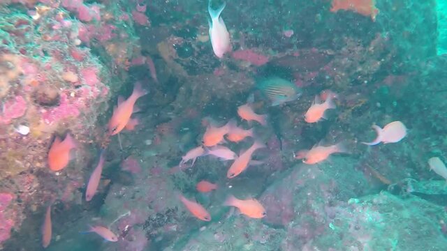Peces de colores en arrecife de coral