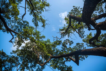 branches against blue sky