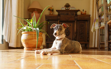 Puppy whippet (5)
