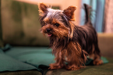 Yorkshire terrier dog at home on the couch