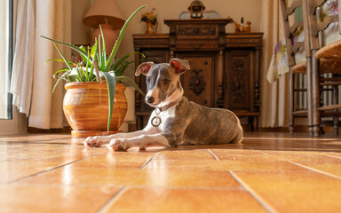 Puppy whippet (4)