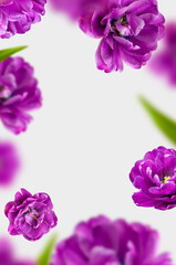 Creative floral composition with purple tulips. Flying tulip flowers and petals on light gray background copy space. Spring blossom concept, nature layout, greeting card for 8 March, Valentine's day