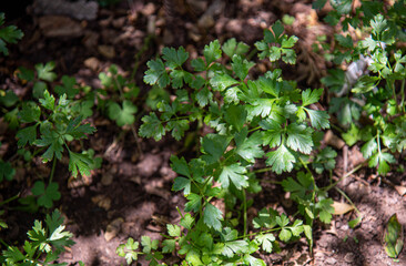 Fresh parsley seasoning leaves in garden on blurred background.