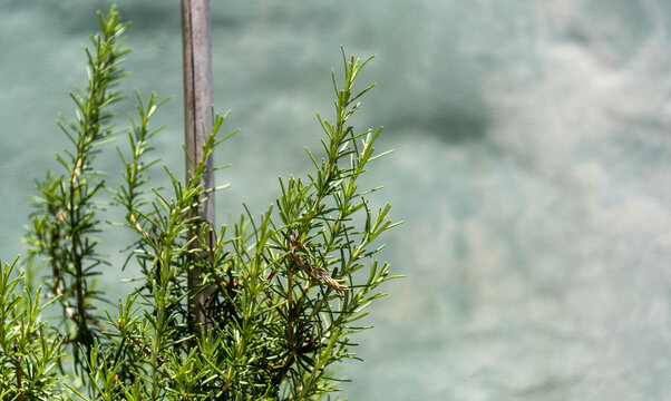 Fresh rosemary twigs and leaves used as a condiment.