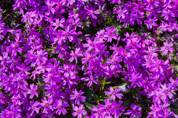 Fototapeta premium Spring flower bed. Phlox awl-shaped (Phlox subulata) close-up in the garden. Flowers in the shadows under a tree. Soft selective focus.