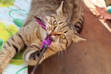 bengal cat on the tree