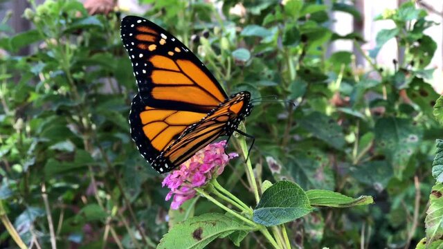 4K HD video of one male Monarch butterfly on pink lantana opening and closing wings, clumsily moving from flower to flower