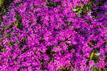 Pink Phlox awl-shaped (Phlox subulata) close-up. Spring May flowers in the garden. Soft selective focus.