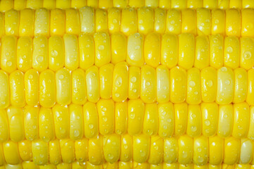 Close-up seeds of sweet corn in a row. A drop of water on the yellow seed