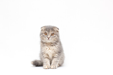 Scottish fold kitten, silver scottish cat on a white background