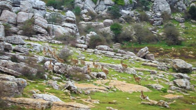 Manada de cabras montesas salvajes en el Torcal de Antequera en Espa&ntilde;a