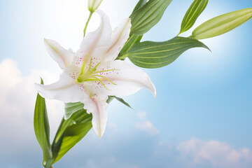 Beautiful white lily flowers