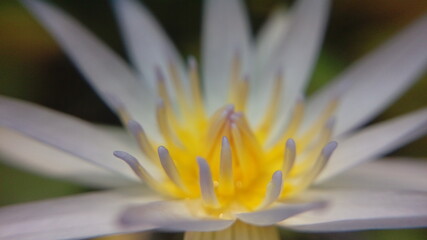 Fototapeta premium close up of a flower
