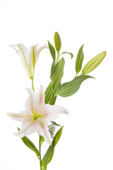 Beautiful white lily flowers