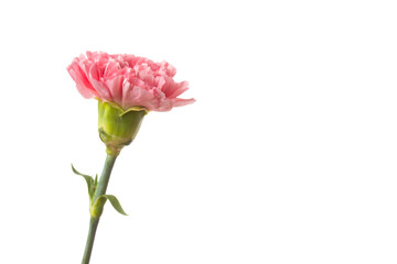 Pink flower on white backdround.