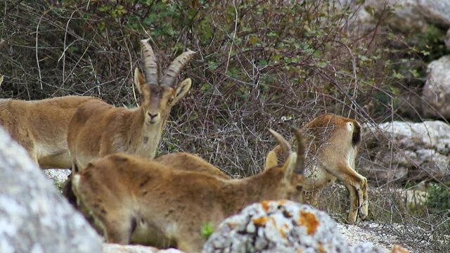 Manada de cabras montesas salvajes en el Torcal de Antequera en Espa&ntilde;a