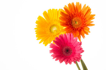 Three color daisy flowers isolated over white background