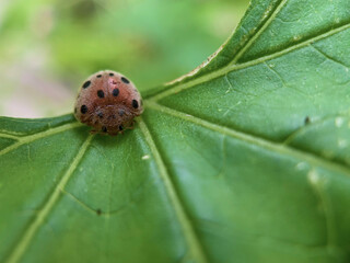 ladybug on leaf