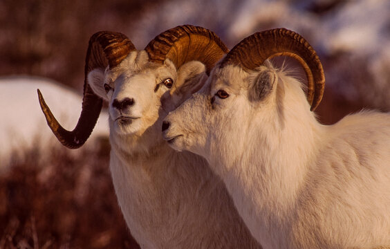 You Are So Beautiful; Dall sheep during the autumn rut