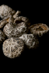 Shiitake Mushoom on a black background
