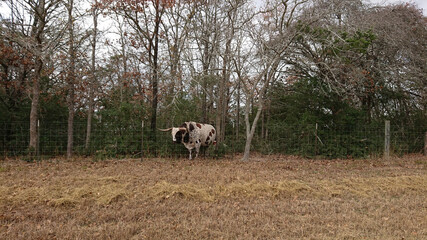 Texas Longhorn Cow 