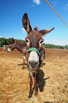 Israel Holy Land Donkey Sanctuary