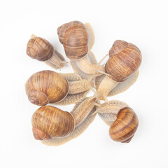 Helix pomatia. grape snail on a white background. mollusc and invertebrate. gourmet protein meat food. communication of the individual in society