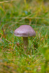 toadstool grebe fungus dabchick in wet forest
