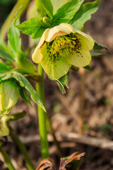 Green hellebore flower on flowerbed in garden