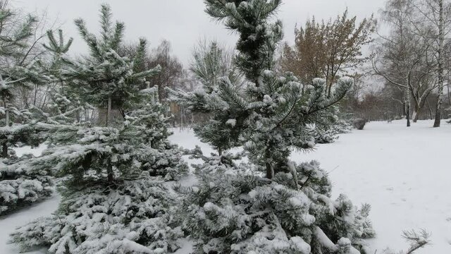 Snow on the branches of young pine trees after the first snowfall in the park.