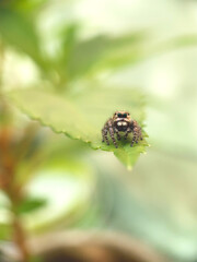 spider on a leaf