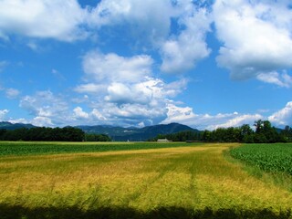 Rural landscape with a wheat field in yellow-golden color in Gorenjska, Slovenia