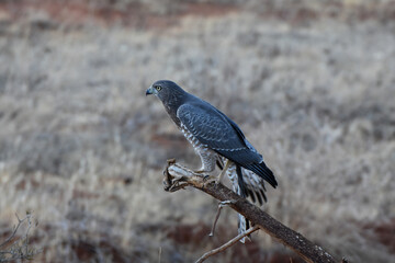 Fototapeta premium Eagle in Samburu National Reserve, Kenya