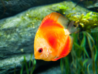 The elegant look of one pretty orange fish