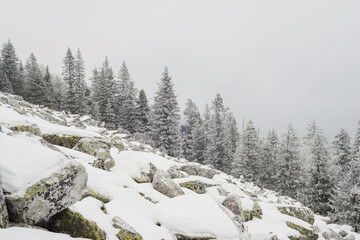 snow covered fir trees growing among huge boulders on the mountainside