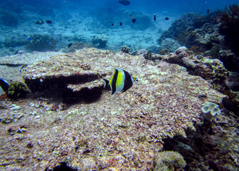 Fototapeta na wymiar Moorish idol fish in the ocean