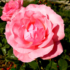 pink rose in the garden